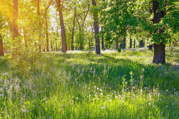 Beautiful green landscape, sunny summer forest. Oak grove. Ukraine, Uman