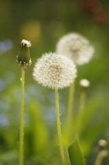 Fototapeta premium Dandelion Seedheads in the Garden
