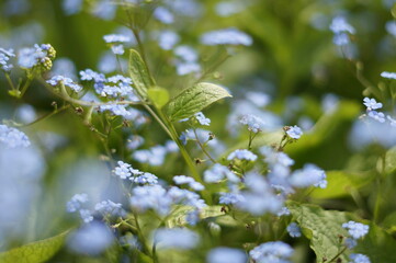 Forget Me Nots in the Garden