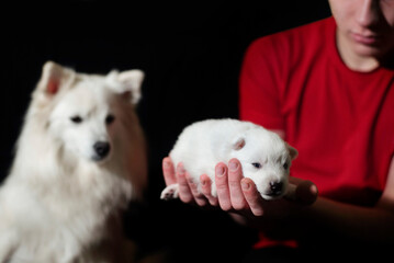 A small puppy of a white dog in the arms of a boy, behind the puppy's mother - a Japanese Spitz. The guy chooses a dog for himself, holds in his hands and admires the happiness for himself