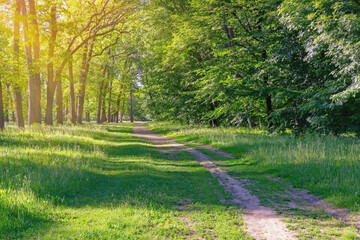 Beautiful  green landscape. Road in park on sunny summer day. Ukraine, Uman, park "Sofiyivka"
