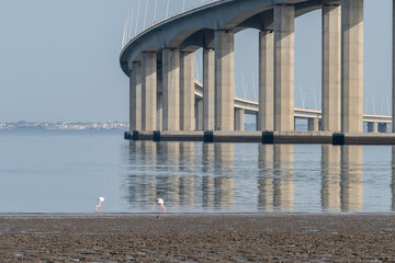 Flamingos along the Vasco da Gama bridge in Lisbon, Portugal