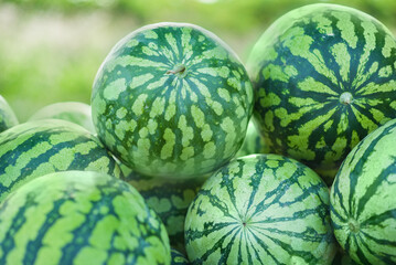 Many big sweet green watermelons.