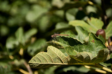A Small dragonfly on green fig leaf