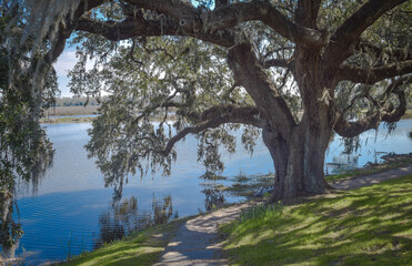 trees on the river