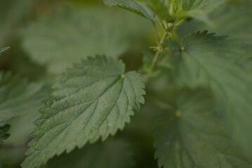 Nettle Branch in the Garden