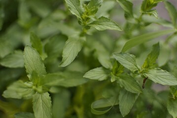 Fototapeta na wymiar Common Garden Mint Herb Closeup