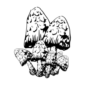 mushroom group, family, contour, pattern, graphics, coloring book, tattu mushroom group, family, dark outline, pattern, graphics, hand drawing, coloring book, tattu