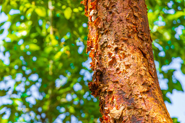 Tropical Gumbo-limbo tree with red peeling bark in Mexico.