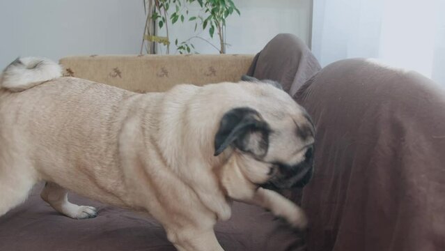 Active young pug dog has fun on large comfortable couch in living room closeup. Dog digging sofa at home when stay alone and miss owners 