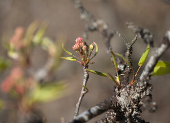 Horticulture of Gran Canaria -  pear tree orchards in Las Cumbres, The Summits of Gran Canaria
