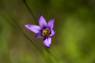 Flora of Gran Canaria - Romulea columnae, the sand crocus, with a bee curled inside natural macro floral background

