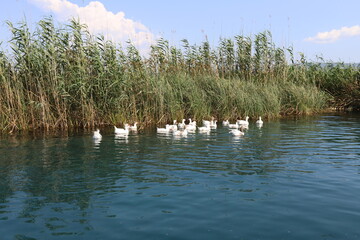 ducks swimming in azmak river