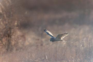 Short-eared owl Asio flammeus in flight at sunset