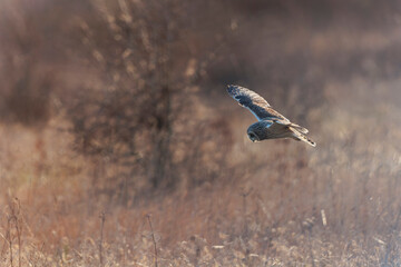 Short-eared owl Asio flammeus in flight at sunset