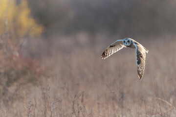 Short-eared owl Asio flammeus in flight at sunset