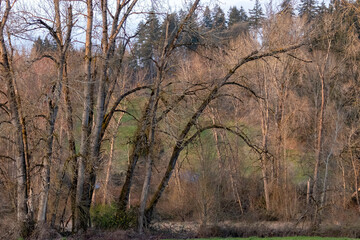 arching trees along forest edge in winter