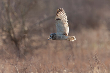Short-eared owl Asio flammeus in flight at sunset