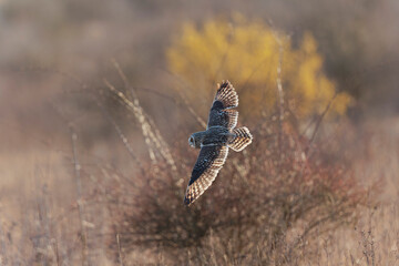Short-eared owl Asio flammeus in flight at sunset