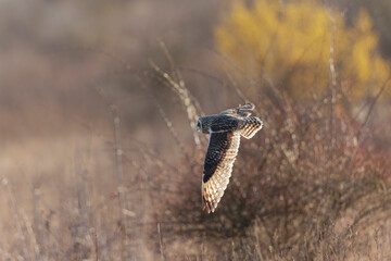 Short-eared owl Asio flammeus in flight at sunset