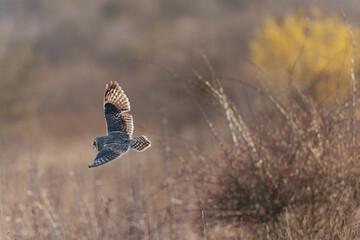 Short-eared owl Asio flammeus in flight at sunset