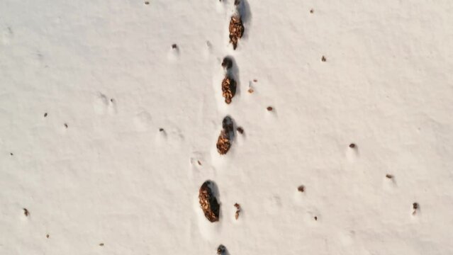 Orme nella neve impronte