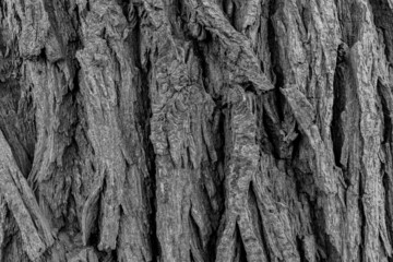 Obraz premium Close up of a tree bark