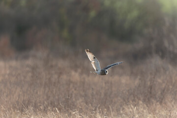 Short-eared owl Asio flammeus in flight at sunset