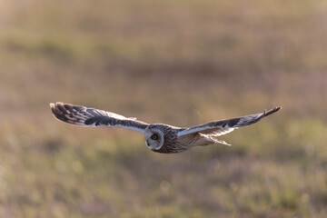 Short-eared owl Asio flammeus in flight at sunset