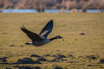 Canada goose in flight
