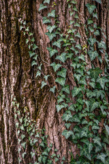 Full frame di foglie di Edera comune - Hedera helix. Edera leaves close-up climbed a tree trunk