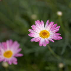 Obraz premium Flora of Gran Canaria - Argyranthemum, marguerite daisy endemic to the Canary Islands, garden cultivated variety 