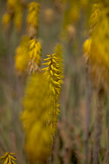 Flowering Aloe vera, the true aloe, commercially significant plant on Canary Islands, 
natural macro floral background

