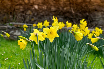 Closeup view of daffodils in flower in a public park. No people.