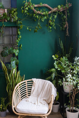 A lot of houseplants and a chair in a cozy home interior of green color. Botany. Trees in pots