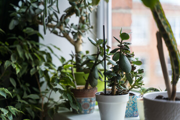 Fototapeta na wymiar A green house plants by the window. Spring time. Trees in different pots in a cozy interior
