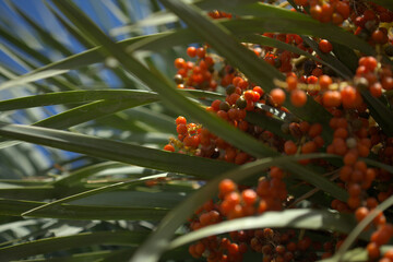 Flora of Gran Canaria - Dracaena draco, the Canary Islands dragon tree, orange ripe fruit
