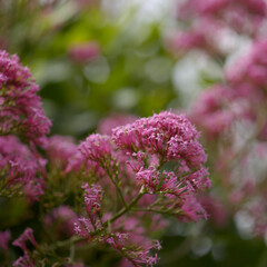 Flora of Gran Canaria -  Centranthus ruber, red valerian, invasive in Canaries natural macro floral...