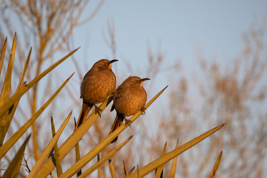Golden morning glow on pair of Curved billed Thrashers in Arizona at Gilbert Water Ranch
