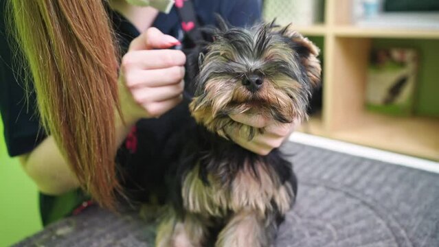 Groomer plucks hair from the ears of Yorkshire Terrier. extras at the pet store