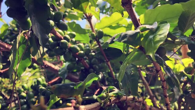 4k footage of arabica coffee plants with lots of green leaves, red cherries and other green beans still growing and attached to branches during one sunny summer afternoon 