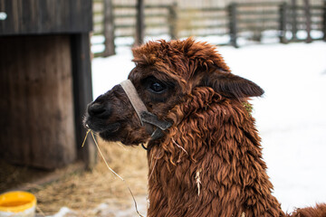 Close-up portrait of the muzzle of a llama in a zoo in winter. Long haired curly brown llama, in Latvia.