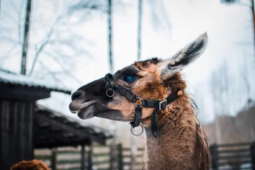 Selbstklebende Fototapeten Close-up portrait of the muzzle of a llama in a zoo in winter. Short haired brown llama, in Latvia. © Jūlija