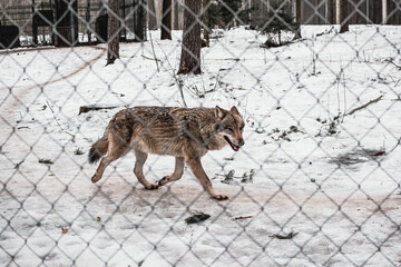 A gray wolf walks around his paddock at the zoo in winter, walks along a gray metal fence, in...