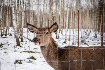 Tuinposter Close-up of the muzzle of a brown short-hair roe deer in a zoo behind a gray fence in winter, against the backdrop of trees, in Latvia. © Jūlija