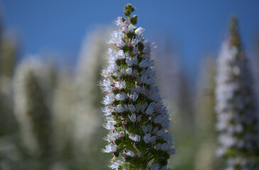 Flora of Gran Canaria -  Echium callithyrsum, blue bugloss of Tenteniguada, endemic to the island,
 natural macro floral background