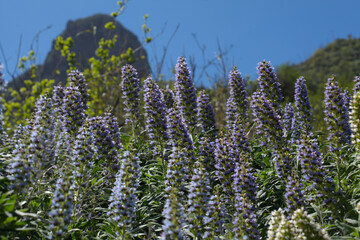 Obraz premium Flora of Gran Canaria - Echium callithyrsum, blue bugloss of Tenteniguada, endemic to the island, natural macro floral background