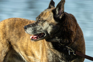 Large brindle dog looking around near lake water