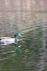 duck swimming on lake water reflecting pretty spring colors