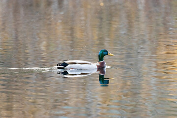 duck swimming on lake water reflecting pretty spring colors